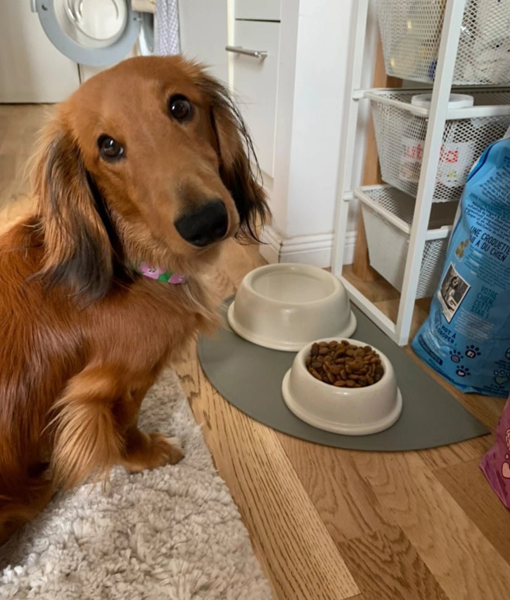 Gamelle pour chien en céramique. - Dogs with Flair