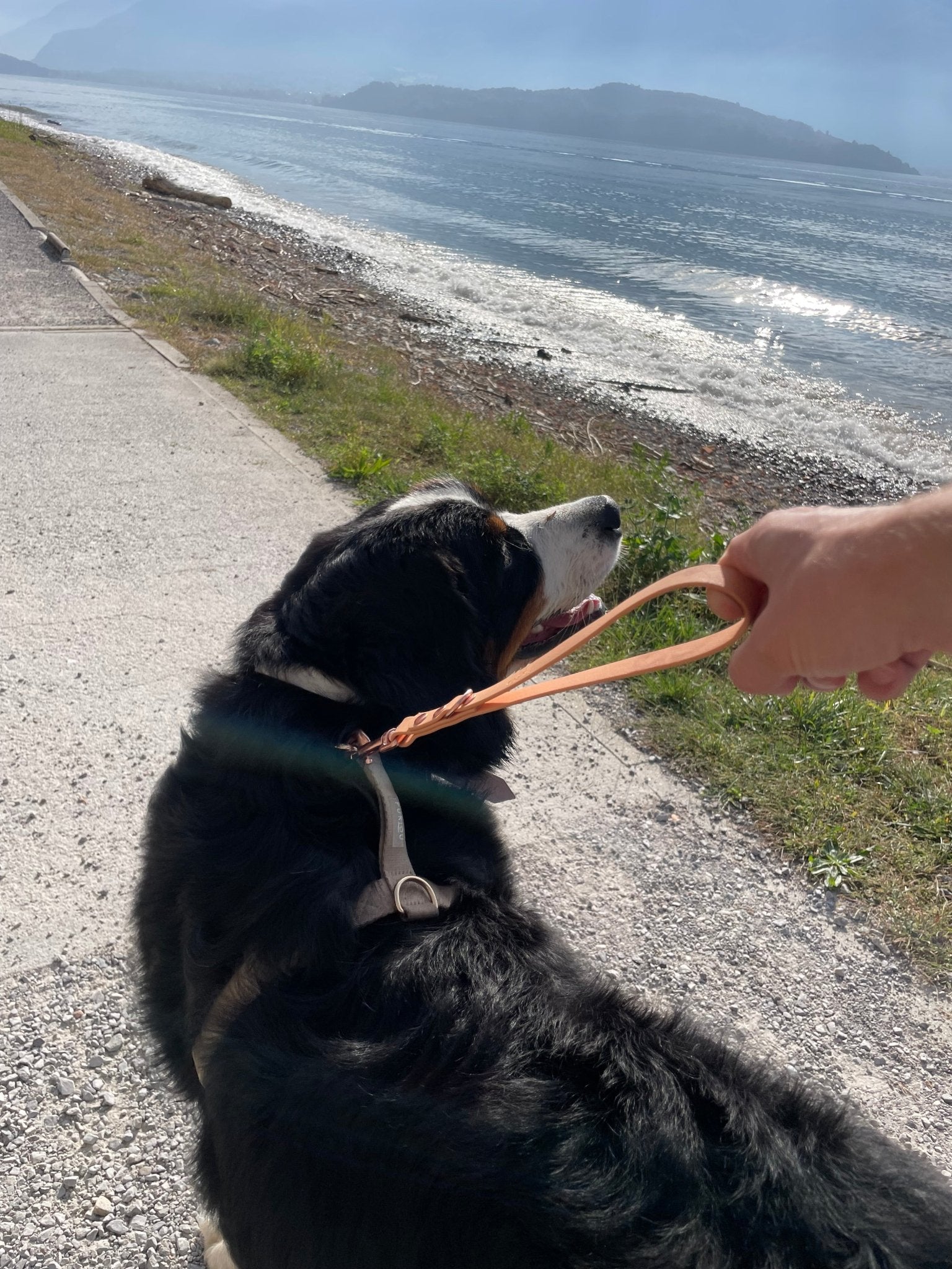 Poignée amovible pour chien en Biothane - Dogs with Flair